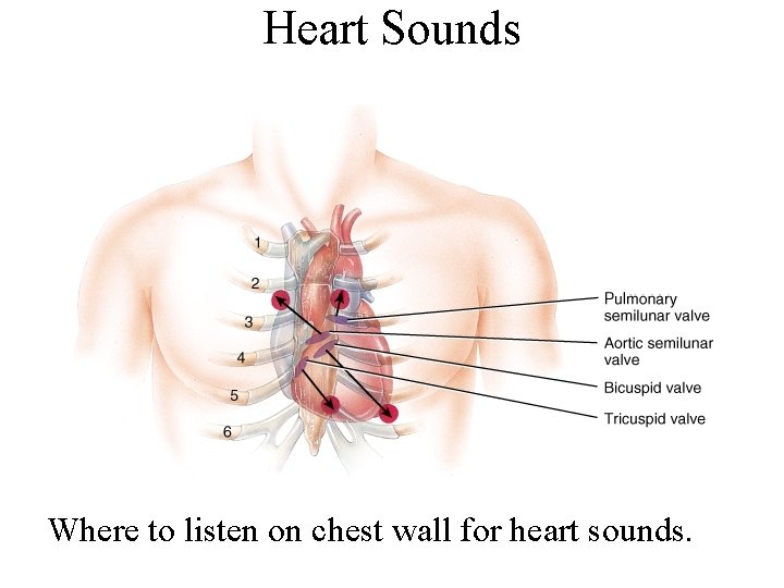 Heart Sounds Where to listen on chest wall for heart sounds. Heart Sounds Where to listen on chest wall for heart sounds.