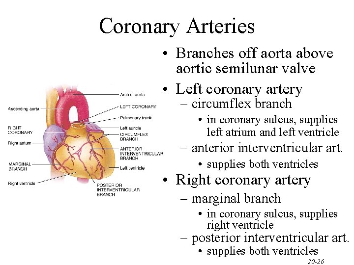 Coronary Arteries • Branches off aorta above aortic semilunar valve • Left coronary artery Coronary Arteries • Branches off aorta above aortic semilunar valve • Left coronary artery
