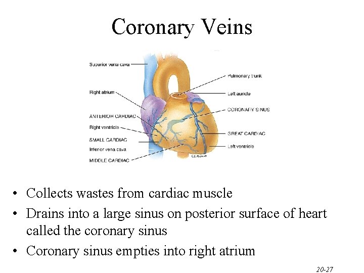 Coronary Veins • Collects wastes from cardiac muscle • Drains into a large sinus Coronary Veins • Collects wastes from cardiac muscle • Drains into a large sinus