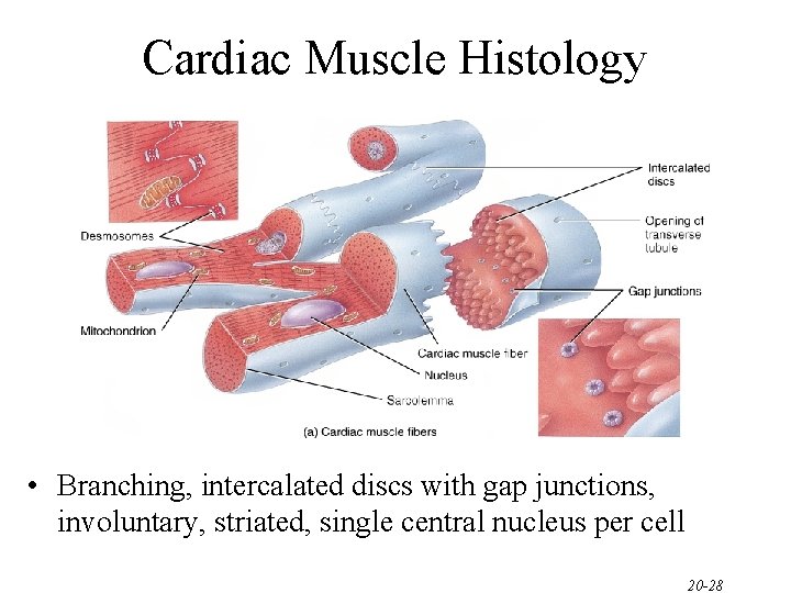 Cardiac Muscle Histology • Branching, intercalated discs with gap junctions, involuntary, striated, single central Cardiac Muscle Histology • Branching, intercalated discs with gap junctions, involuntary, striated, single central