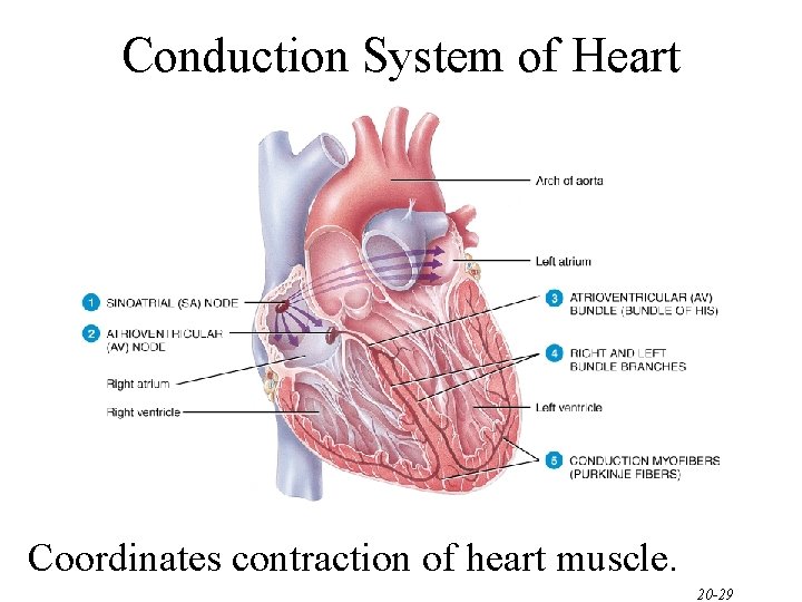 Conduction System of Heart Coordinates contraction of heart muscle. 20 -29 Conduction System of Heart Coordinates contraction of heart muscle. 20 -29