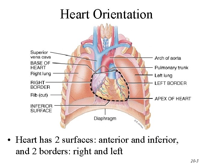 Heart Orientation • Heart has 2 surfaces: anterior and inferior, and 2 borders: right Heart Orientation • Heart has 2 surfaces: anterior and inferior, and 2 borders: right