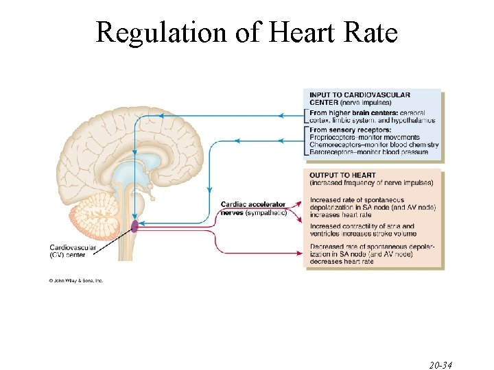 Regulation of Heart Rate 20 -34 Regulation of Heart Rate 20 -34