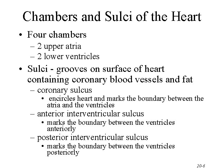 Chambers and Sulci of the Heart • Four chambers – 2 upper atria – Chambers and Sulci of the Heart • Four chambers – 2 upper atria –