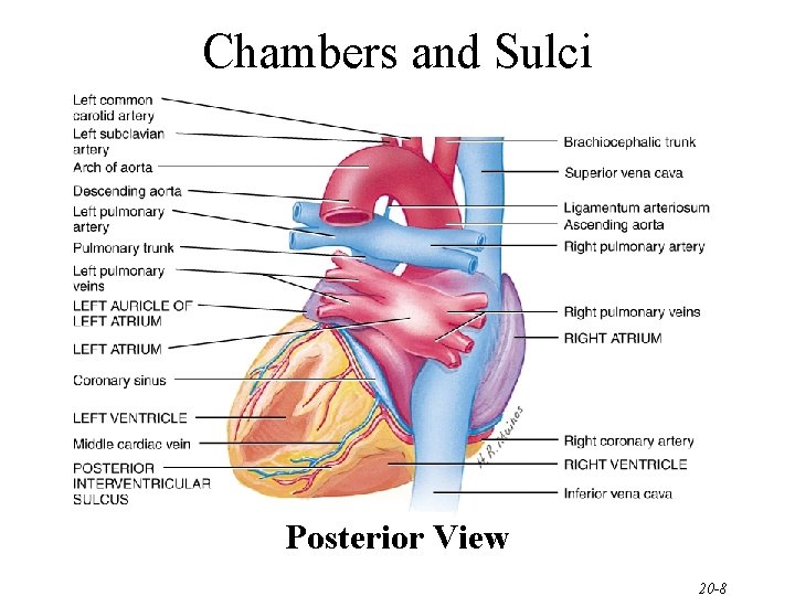 Chambers and Sulci Posterior View 20 -8 Chambers and Sulci Posterior View 20 -8
