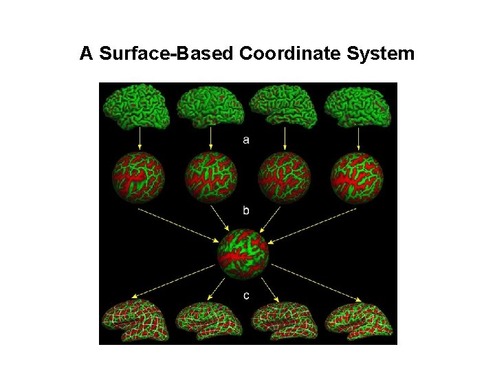 A Surface-Based Coordinate System 