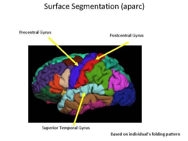 Surface Segmentation (aparc) Precentral Gyrus Postcentral Gyrus Superior Temporal Gyrus Based on individual’s folding