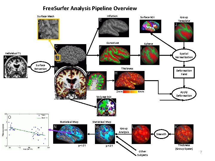 Free. Surfer Analysis Pipeline Overview Surface Mesh E D Inflation Surface ROI J Curvature