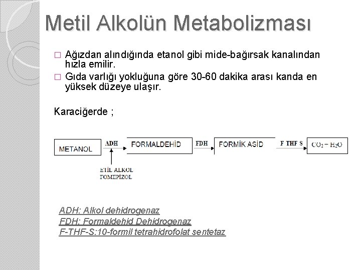 Metil Alkolün Metabolizması Ağızdan alındığında etanol gibi mide-bağırsak kanalından hızla emilir. � Gıda varlığı