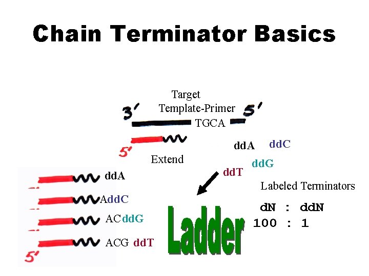 Chain Terminator Basics Target Template-Primer TGCA dd. A Extend dd. A Add. C AC