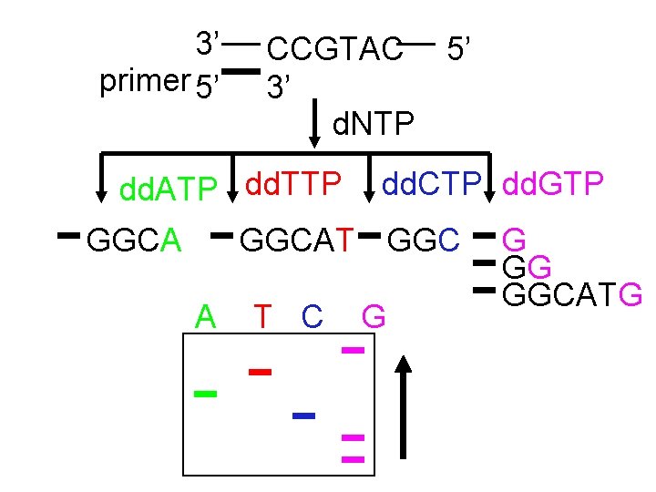 3’ primer 5’ CCGTAC 5’ 3’ d. NTP dd. ATP dd. TTP GGCA dd.