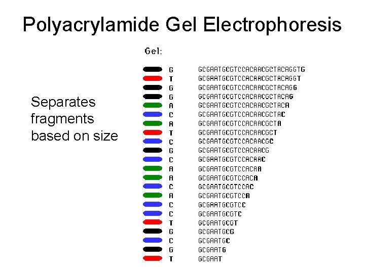 Polyacrylamide Gel Electrophoresis Separates fragments based on size 