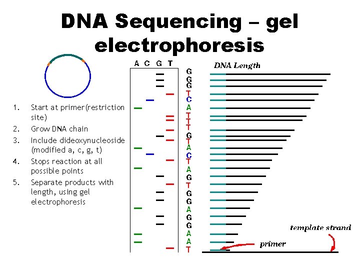 DNA Sequencing – gel electrophoresis 1. 2. 3. 4. 5. Start at primer(restriction site)