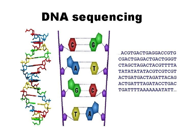 DNA sequencing …ACGTGACTGAGGACCGTG CGACTGACTGGGT CTAGACTACGTTTTA TATATACGTCGTCGT ACTGATGACTAGATTACAG ACTGATTTAGATACCTGAC TGATTTTAAAAAAATATT… 