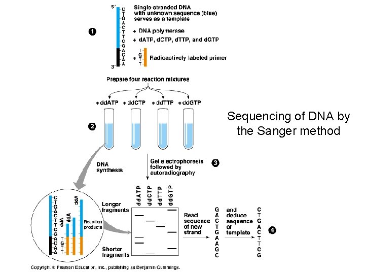 Sequencing of DNA by the Sanger method 