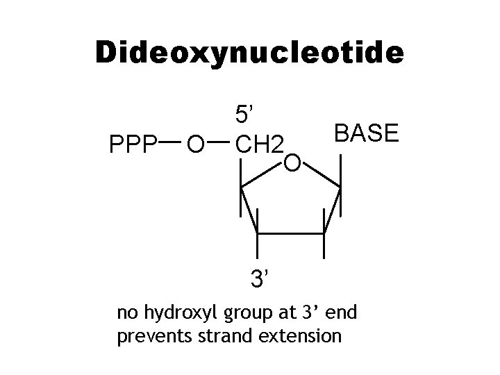 Dideoxynucleotide PPP O 5’ CH 2 O BASE 3’ no hydroxyl group at 3’
