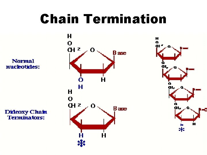 Chain Termination 