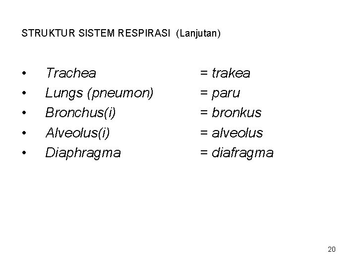 STRUKTUR SISTEM RESPIRASI (Lanjutan) • • • Trachea Lungs (pneumon) Bronchus(i) Alveolus(i) Diaphragma =