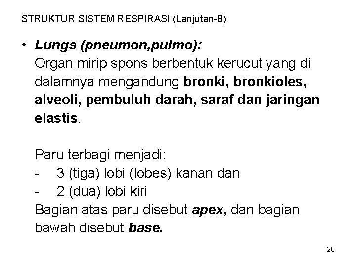 STRUKTUR SISTEM RESPIRASI (Lanjutan-8) • Lungs (pneumon, pulmo): Organ mirip spons berbentuk kerucut yang
