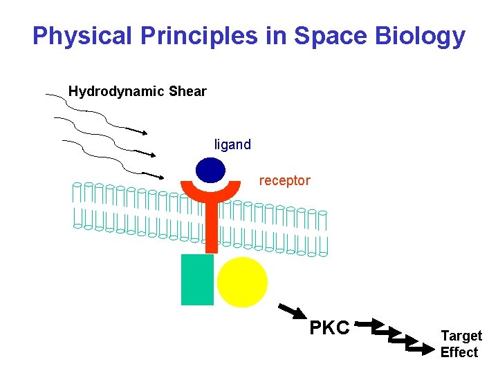 Physical Principles in Space Biology Hydrodynamic Shear ligand receptor PKC Target Effect 