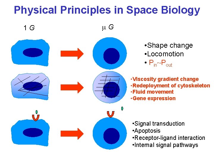 Physical Principles in Space Biology 1 G m G • Shape change • Locomotion