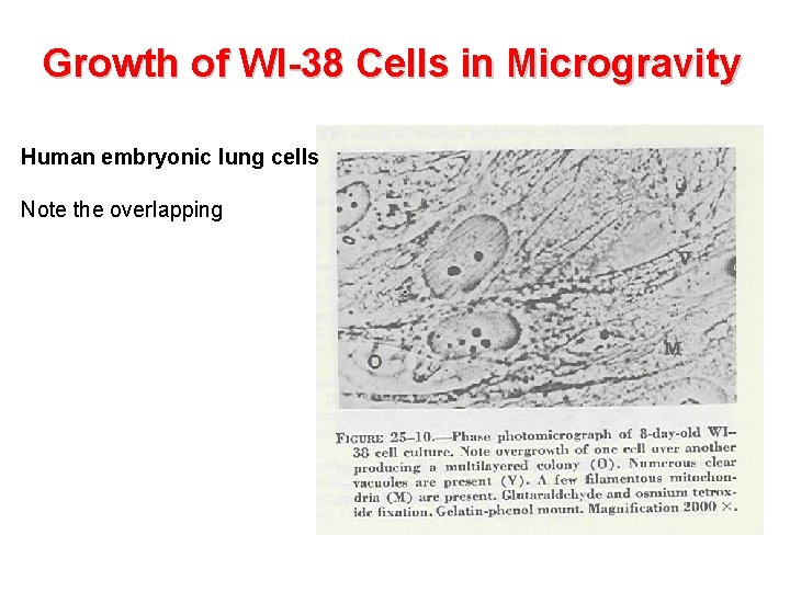 Growth of WI-38 Cells in Microgravity Human embryonic lung cells Note the overlapping 