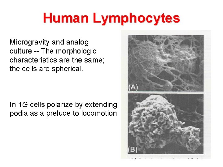 Human Lymphocytes Microgravity and analog culture -- The morphologic characteristics are the same; the