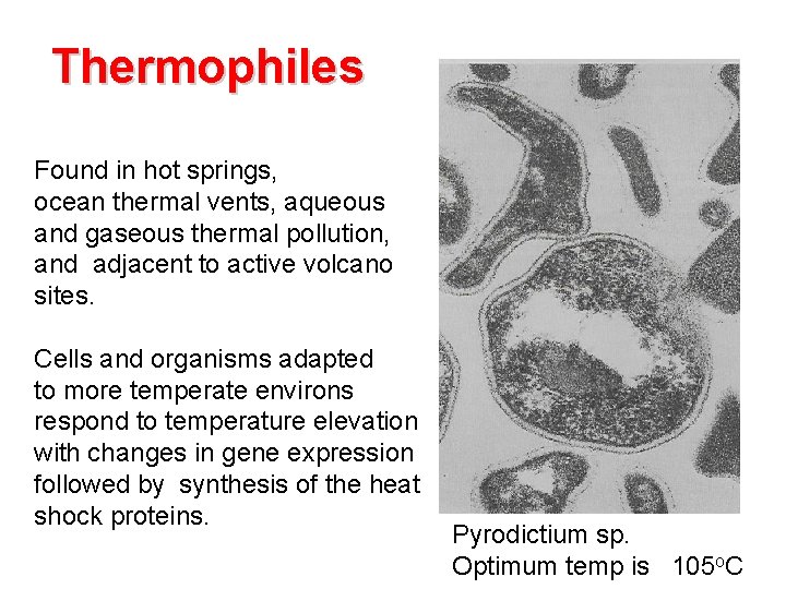 Thermophiles Found in hot springs, ocean thermal vents, aqueous and gaseous thermal pollution, and