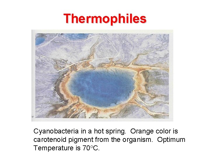 Thermophiles Cyanobacteria in a hot spring. Orange color is carotenoid pigment from the organism.
