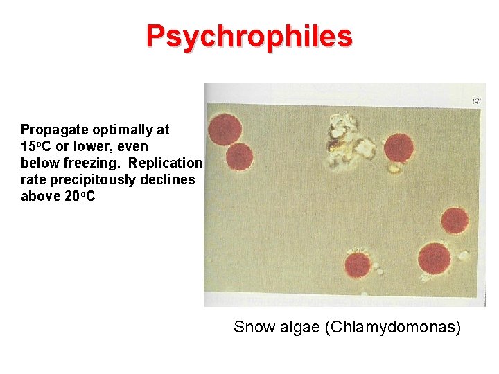 Psychrophiles Propagate optimally at 15 o. C or lower, even below freezing. Replication rate