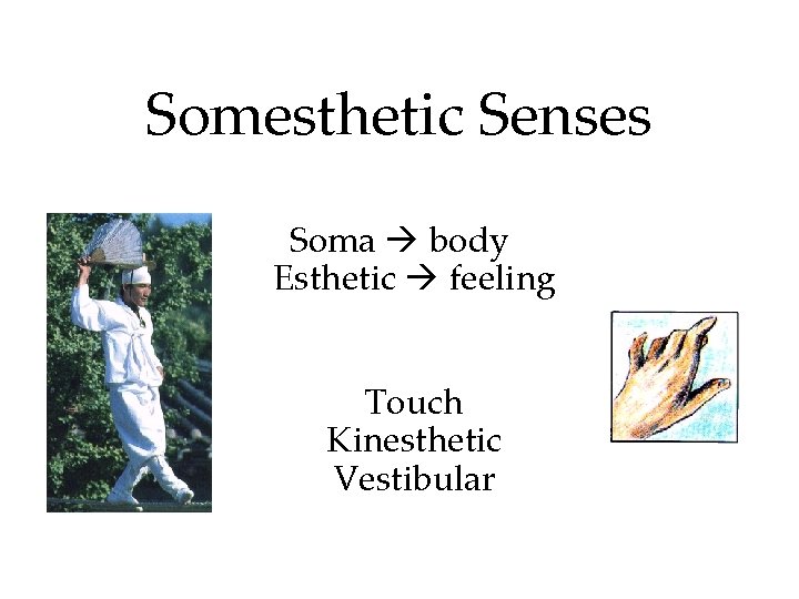 Somesthetic Senses Soma body Esthetic feeling Touch Kinesthetic Vestibular 