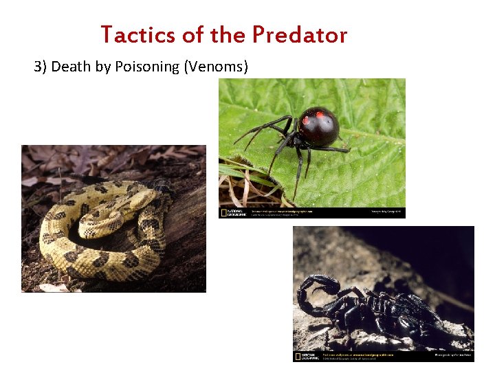 Tactics of the Predator 3) Death by Poisoning (Venoms) 