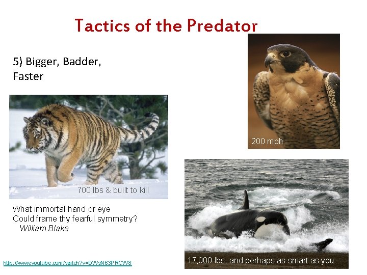 Tactics of the Predator 5) Bigger, Badder, Faster 200 mph 700 lbs & built