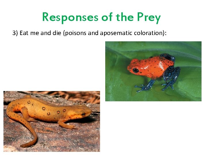 Responses of the Prey 3) Eat me and die (poisons and aposematic coloration): 