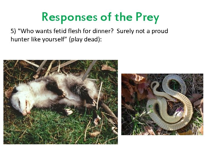 Responses of the Prey 5) “Who wants fetid flesh for dinner? Surely not a