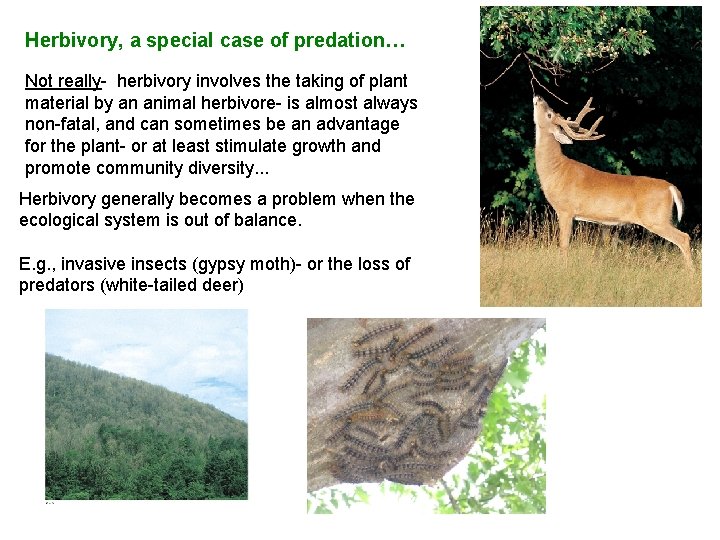Herbivory, a special case of predation… Not really- herbivory involves the taking of plant