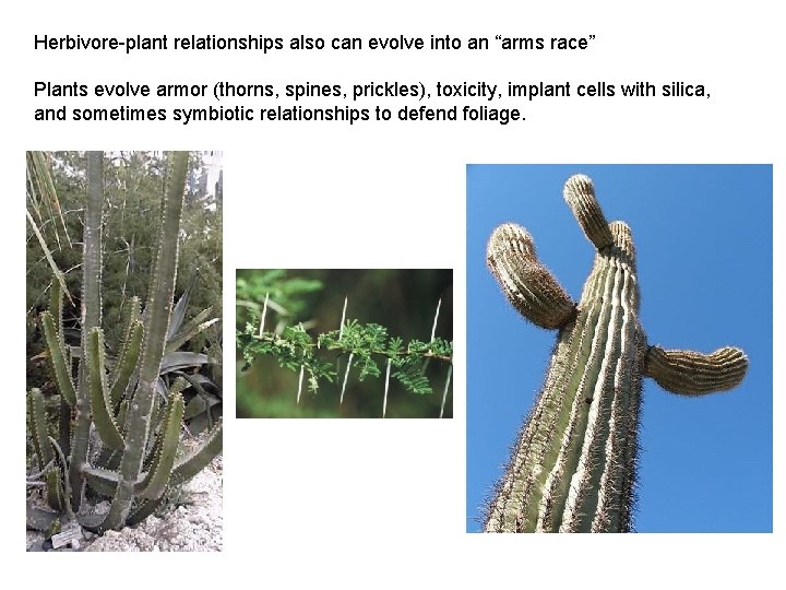 Herbivore-plant relationships also can evolve into an “arms race” Plants evolve armor (thorns, spines,