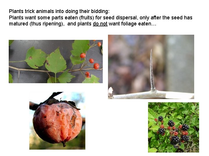 Plants trick animals into doing their bidding: Plants want some parts eaten (fruits) for