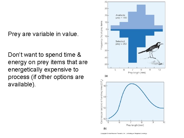 Prey are variable in value. Don’t want to spend time & energy on prey