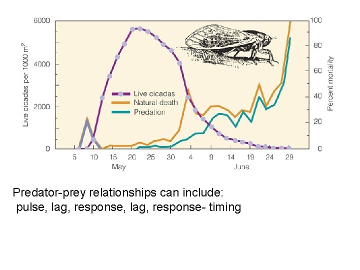 Predator-prey relationships can include: pulse, lag, response- timing 