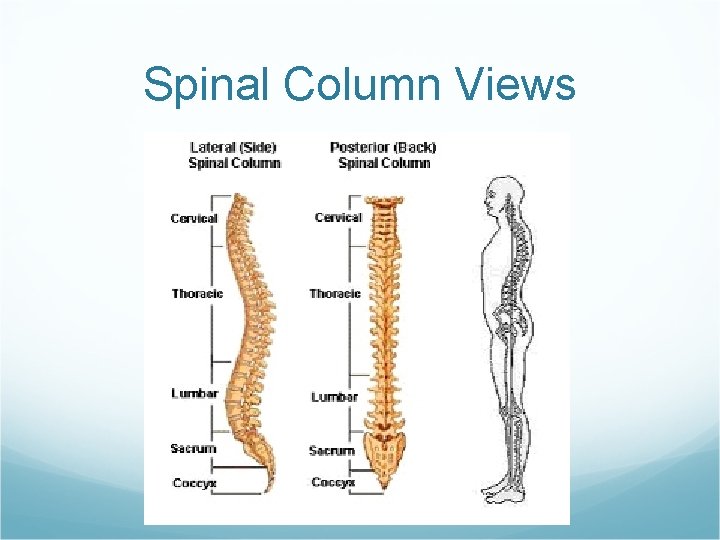 Spinal Column Views 