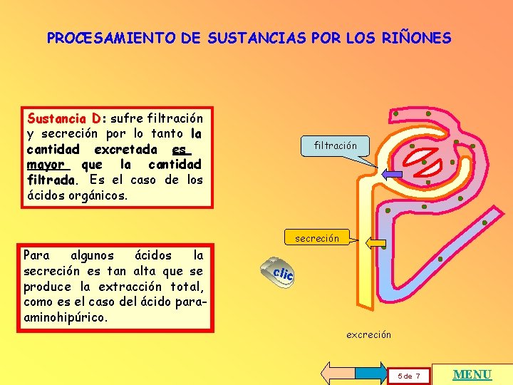 PROCESAMIENTO DE SUSTANCIAS POR LOS RIÑONES Sustancia D: sufre filtración y secreción por lo