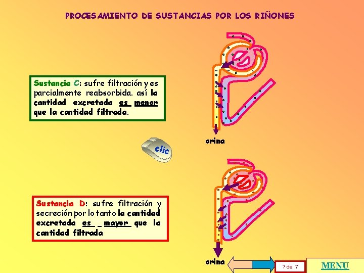 PROCESAMIENTO DE SUSTANCIAS POR LOS RIÑONES Sustancia C: sufre filtración y es parcialmente reabsorbida.