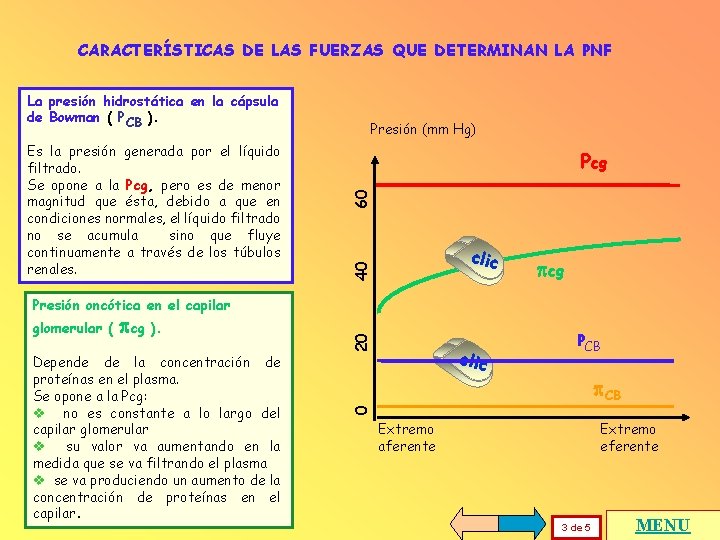 CARACTERÍSTICAS DE LAS FUERZAS QUE DETERMINAN LA PNF Pcg 60 Es la presión generada