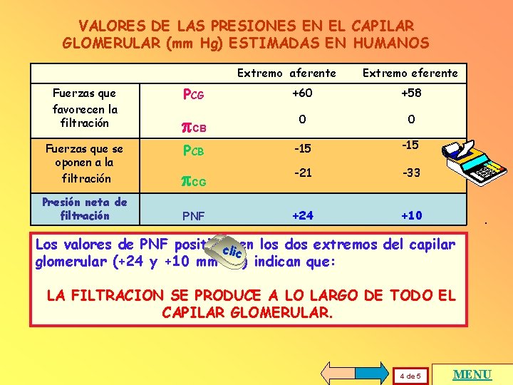 VALORES DE LAS PRESIONES EN EL CAPILAR GLOMERULAR (mm Hg) ESTIMADAS EN HUMANOS Extremo