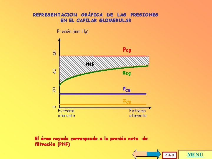 REPRESENTACION GRÁFICA DE LAS PRESIONES EN EL CAPILAR GLOMERULAR Presión (mm Hg) 60 Pcg