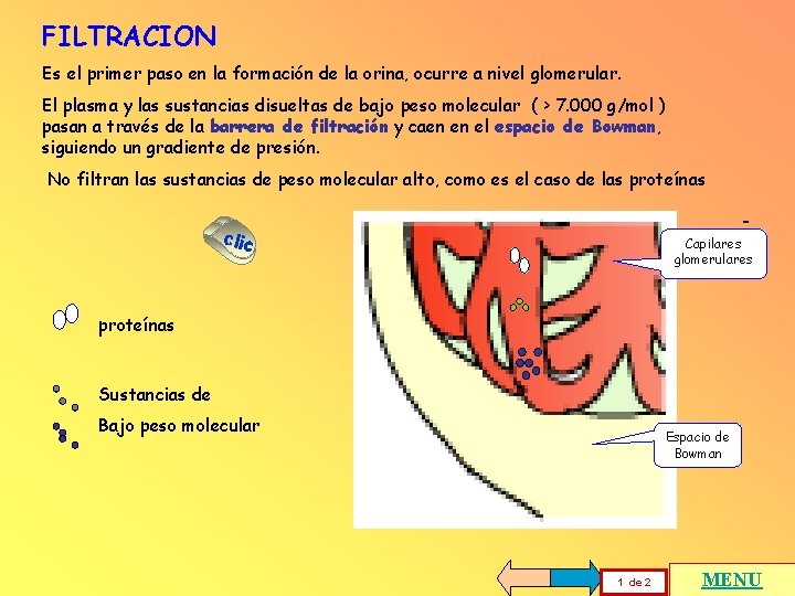 FILTRACION Es el primer paso en la formación de la orina, ocurre a nivel