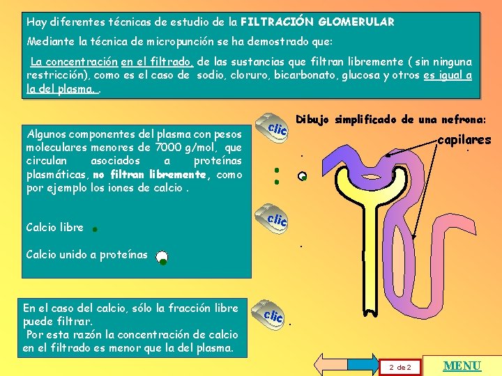 Hay diferentes técnicas de estudio de la FILTRACIÓN GLOMERULAR Mediante la técnica de micropunción