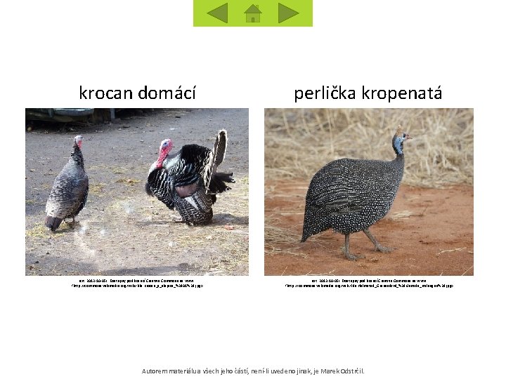 krocan domácí perlička kropenatá [cit. 2012 -10 -05]. Dostupný pod licencí Creative Commons na