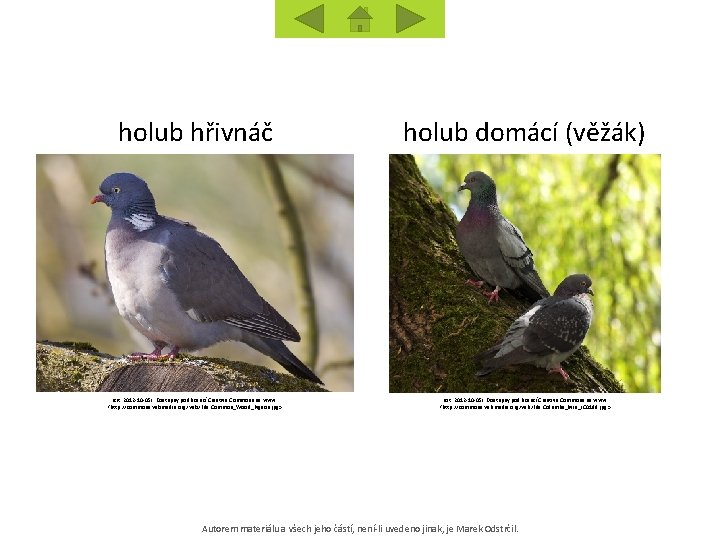 holub hřivnáč holub domácí (věžák) [cit. 2012 -10 -05]. Dostupný pod licencí Creative Commons